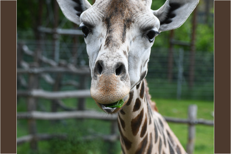 Giraffe im Porträt